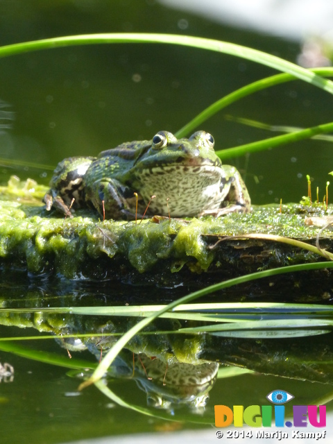 FZ008132 Marsh frog (Pelophylax ridibundus) on plank